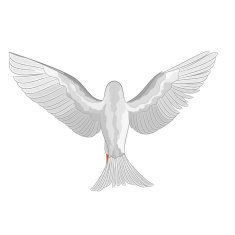 White dove pigeon vector