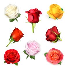 White rose vector illustration