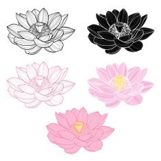 Set of lotus isolated on white background Elements for design