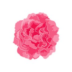 Rose pink separate vector N2