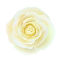 White rose with drop water Vector valentine's decorate