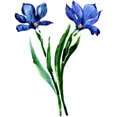 Blue flowers Watercolor floral illustration