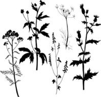 Silhouettes of flowers and grass N7