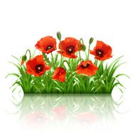 Red poppies in grass vector N4