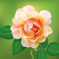 Rose N45