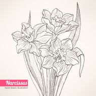 Hand drawn bouquet with narcissus