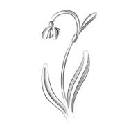 Snowdrop N3
