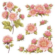 Gentle floral set of flower elements isolated