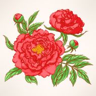 red peonies