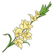 Vector Cartoon Isolated Illustration - Yellow Gladiuolus