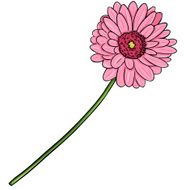 Vector Cartoon Isolated Illustration - Pink Gerberas