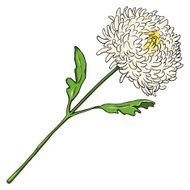 Vector Cartoon Isolated Illustration - Chrysantemum