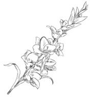 Vector Sketch Illustration - gladiuolus N2