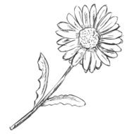 Vector Sketch Illustration - camomile N2