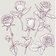 set of linear drawing roses