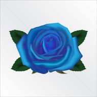 Blue rose N2