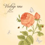 Vector Vintage card with red rose blooming