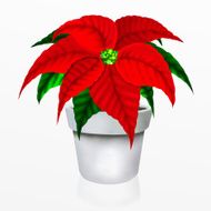 Christmas Poinsettia Flower in White Pot