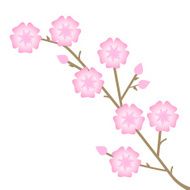Pink Flowers N19