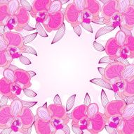 orchid frame