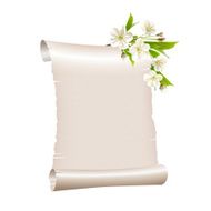 Scroll blank paper with blossoming cherry branch