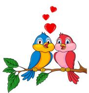 Bird couple in love