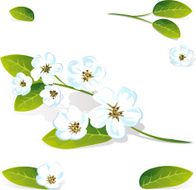 spring flower vector