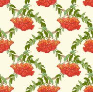 Rowan seamless