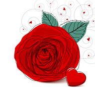 Vector red rose design on white background