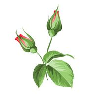 Hand drawn rose N4
