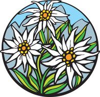 Edelweiss