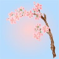 Cherry blossoms Spring place for text vector