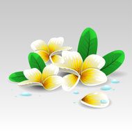 Plumeria flower