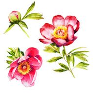 Red Peony flower botanical watercolor set