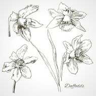 Daffodils monochrome line art