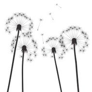 black vector dandelions and white background