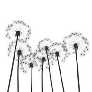 Black vector dandelions N24