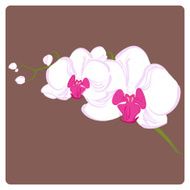 delicate orchid branch for your greeting cards