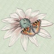 butterfly N81