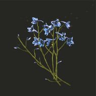 Romantic Wild Flowers Bunch on Dark