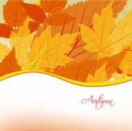 Autumn background with leaves N36