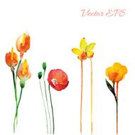 Flowers watercolor N2