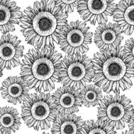 Sketch sunflower N6