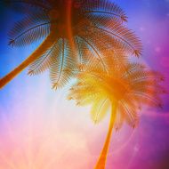 Palm trees with beautiful sunset N19