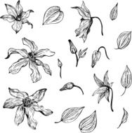 vintage vector floral set N6