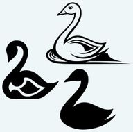 Swan sign N2