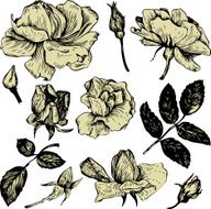 vintage vector floral set N7
