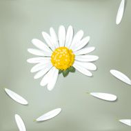 Daisy blossom and petals (Loves me loves me not &hellip;)