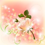 Pink background with rose