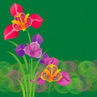 Spring Tigridias Invitation